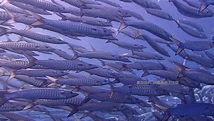 小琉球驚見梭魚風暴！ 「上千隻集結成球」潛水客驚喜萬分