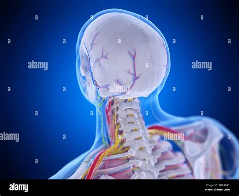 Anatomía De La Cabeza Ilustración Fotografía De Stock Alamy