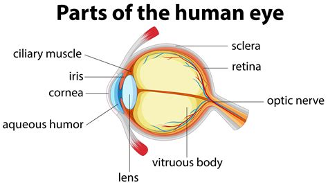 Parts Of Human Eye With Name 431288 Vector Art At Vecteezy