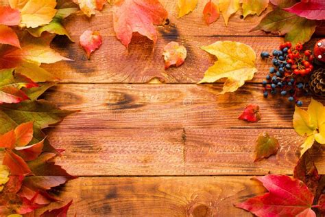 Thanksgiving Day Autumn Leaves Background Stock Image Image Of