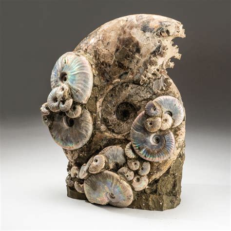 Genuine Polished Calcified Opalized Ammonite Cluster Astro Gallery