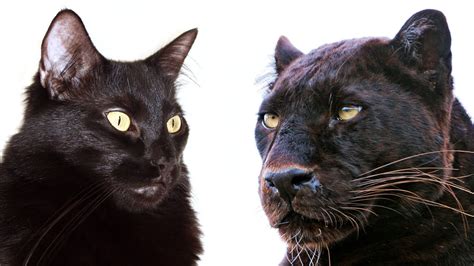 10 Ways Domestic Cats And Big Cats Are Similar Youtube