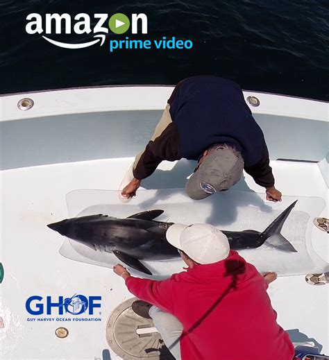 Shark Experts Launch A Mako On A New Adventure Find Out Why On Guy