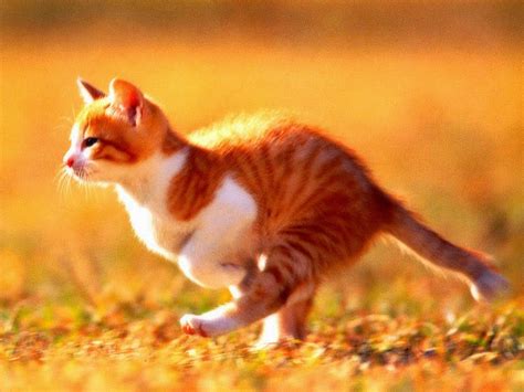 Running Cat Wallpapers ~ Image World