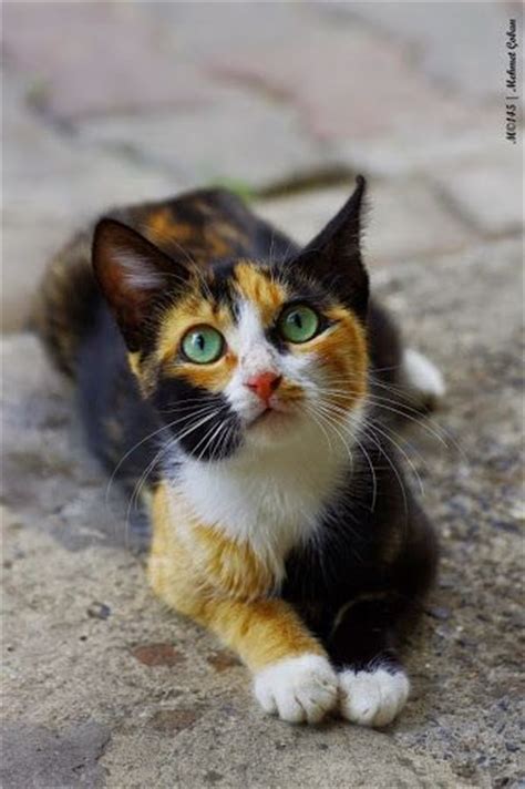 17 Best Images About Cats Calico Tortishell On