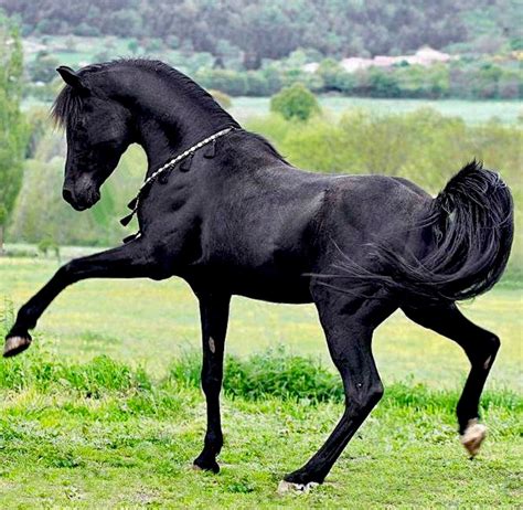 Black Arabian Photo Wojtek Kwiatkowski Pretty Horses Horse Breeds