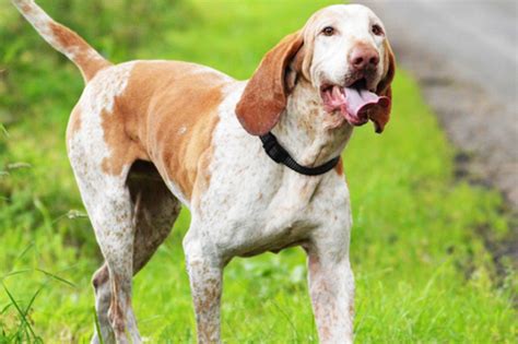 American English Coonhound Dog Breed Characteristic Daily And Care Facts