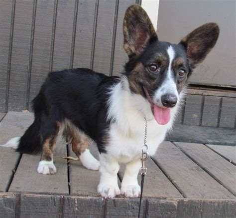 Check out our cardigan corgi selection for the very best in unique or custom, handmade pieces from our face masks & coverings shops. Cardigan Welsh Corgi - Puppies, Rescue, Pictures ...