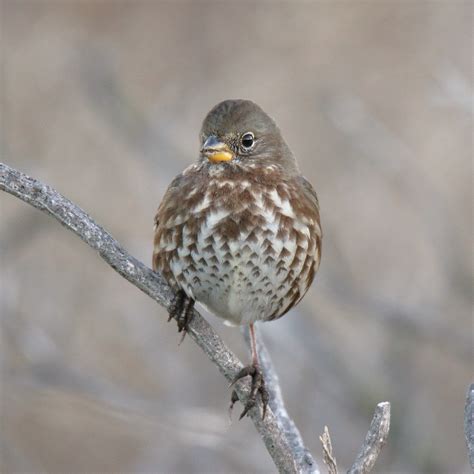 Fox Sparrow Slate Colored Race A Handsome Sparrow That B Flickr