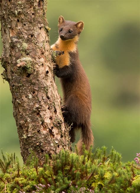 Alert Pine Marten Photographed In The Highlands Of Scotland