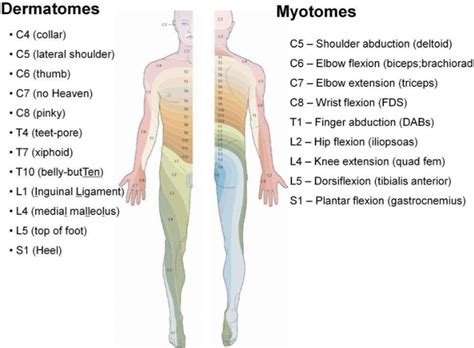 Dermatomes And Myotomes Chart D D