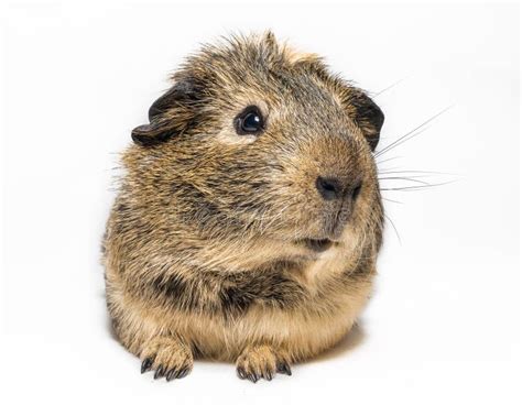 Guinea Pig Stock Image Image Of Animal Nose Rodent 27214217