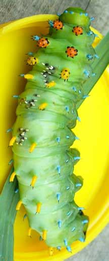 It has two pairs of black filaments, one pair on each end of the body. Parasitized Cecropia Caterpillar - What's That Bug?