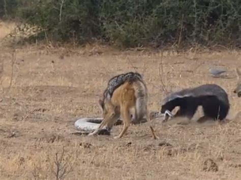 Animal Sight Fight Between Python Honey Badger Jackal Video