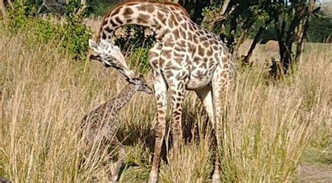 Video Baby Giraffe Born At Walt Disney Worlds Animal Kingdom Space