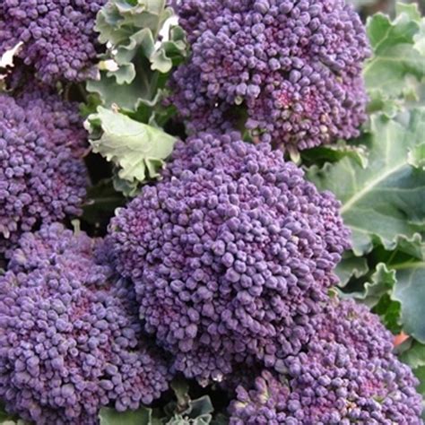 Broccoli Purple Sprouting Early Vegetable Seeds Herb Seed