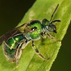 Green Metallic Sweat Bee (A guide to the Ants, Bees, Wasps and Sawflies ...