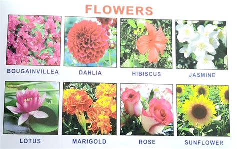 We did not find results for: FLOWERS NAMES - indianexpresss.in