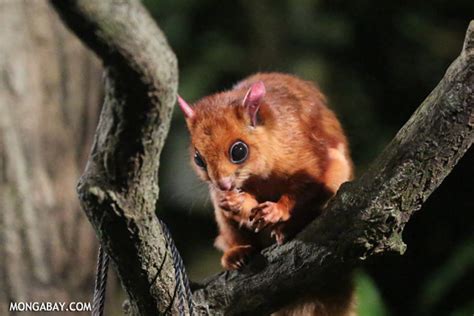 Indian Giant Flying Squirrel Petaurista Philippensis
