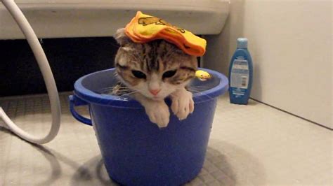バケツでおふろ Hd Kitten Relaxing In A Comfy Warm Bucket Bath