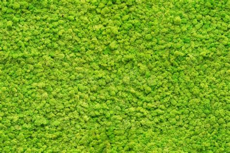 The Green Moss Stock Image Image Of Soil Nature Asphalt 216521823