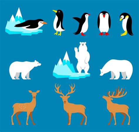 Arctic And Antarctic Animals Vector Art Stock Images Depositphotos