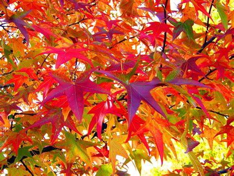 Free Photo Leaves Fall Autumn Colors Free Image On Pixabay 18051