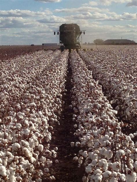 Picking Cotton Harvest Farming Cotton Fields Farm Life Farm