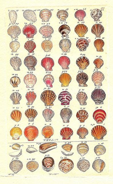 Coquillages Shells Sea Shells Shell Art Shells