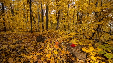 Yellow Leaves On Tree Trunk In Forest 4k Hd Nature