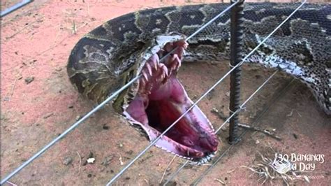 Worlds Biggest Snake Found Alive In Thailand Forrest Real