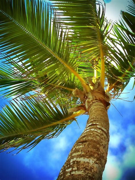 Palme Karibik Strand · Kostenloses Foto Auf Pixabay
