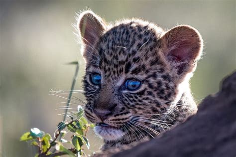 1920x1080px 1080p Free Download Leopard Cub Baby Cute Leopard