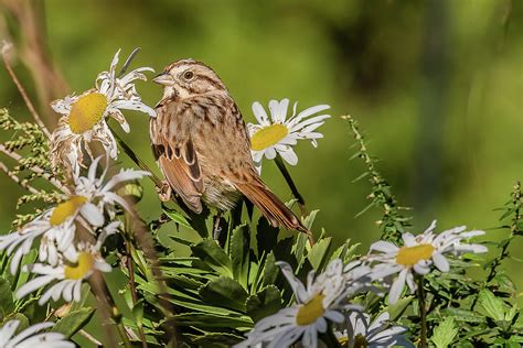 Song Sparrow On White Daisies Photograph By Morris Finkelstein Fine