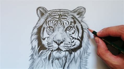 Top Imagen Dibujos De Tigres A Lapiz Ecover Mx