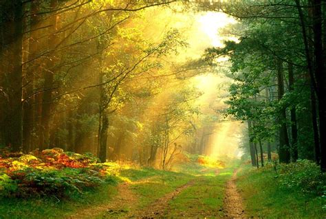 Sun Rays Morning Forest 1600x1080 Wallpaper