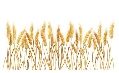 wheat clip art - Google Search | Живописные узоры, Рожь, Иллюстрации png image
