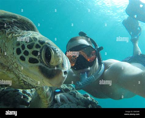 Snorkeling In Hawaii With A Hawaiian Sea Turtle Stock Photo Royalty