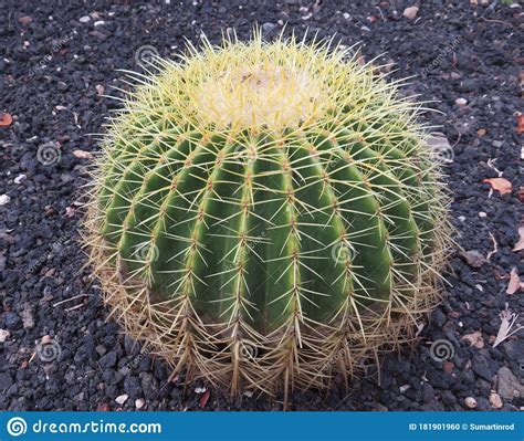 Front View Of Large Round Cacti With Spikes In Garden Spectacular