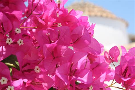 Patmos Greece Greek Culture Flowers Flower Images