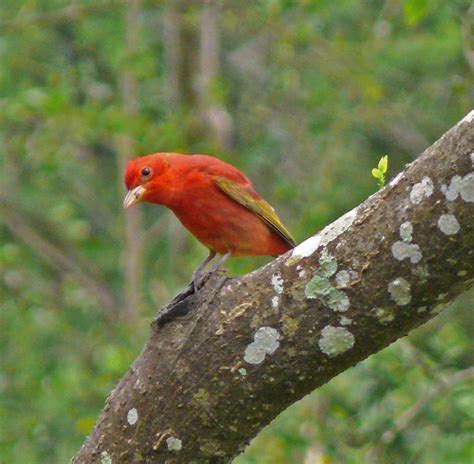 Summer Tanager High Island Trip Smith Oaks Woods Lora Flickr