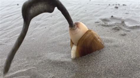 A Strange Viral Video Of A Clam At The Beach Won Our Hearts — Only To