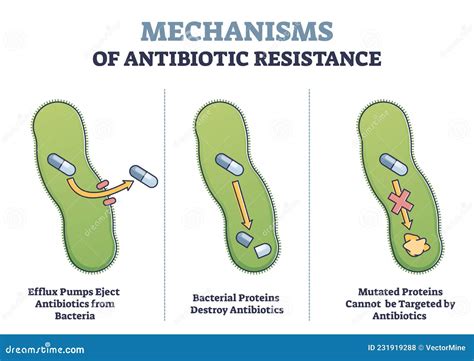Antibiotic Resistance Outline Diagram Illustrated Mechanism In Bacteria Cell Stock Vector