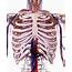 Human Thoracic Anatomy Photograph By Sebastian Kaulitzki/science Photo 