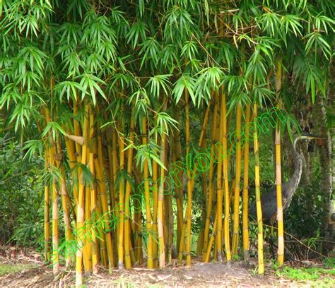 Tanaman Bambu Bambu Sp Tumbuhan Batang Berumpun Golongan Rerumputan