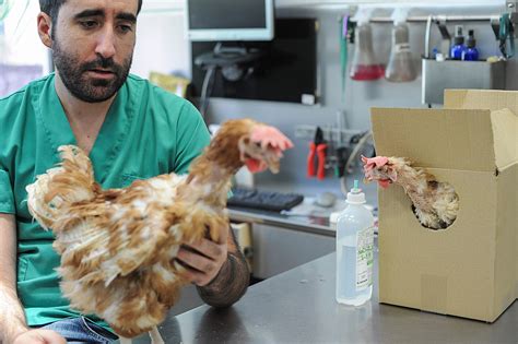The Importance Of Veterinary Care At Your Animal Sanctuary The Open
