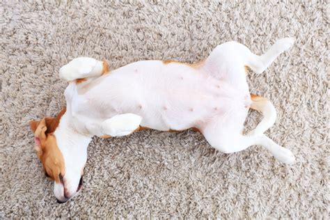 Dog Swollen Stomach No Pain Causes And How To Stay Sane