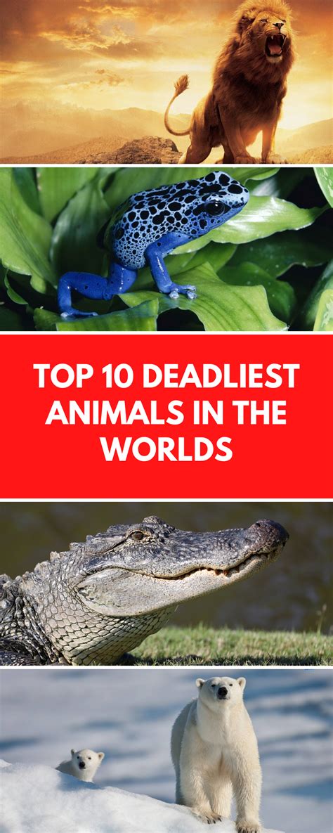 Top 10 Deadliest Animals In The World Deadly Animals Top 10