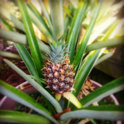 I Have Pineapples Growing This Year Yeah Growing Pineapples In
