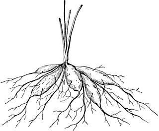 Empty corn cartoon halloween clip art image. Tuberous Root | ClipArt ETC